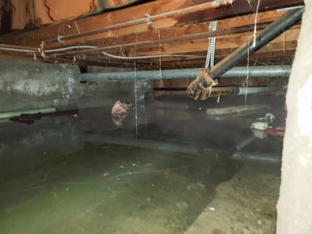 Best Carpet water damage restoration  in Fort Lupton, CO